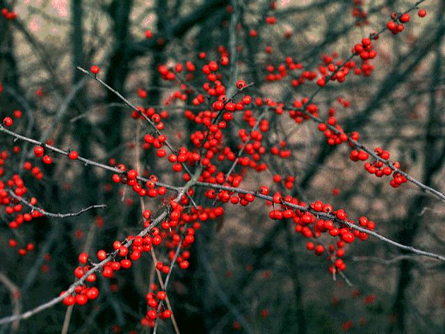 Ilex decidua (Possumhaw) Seed Description