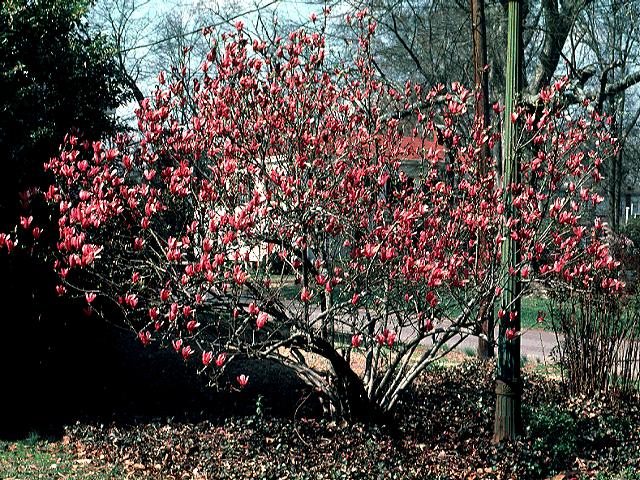 Magnolia liliflora . (Lily Magnolia) Seed Description