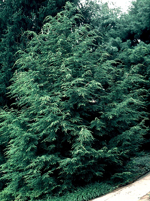 Tsuga canadensis Northern (Canadian Hemlock) Seed Description