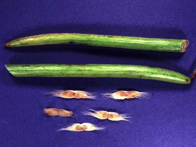 Catalpa Tree Seeds