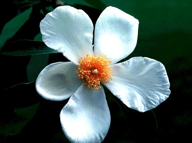 Franklinia alatamaha (.56 oz. = 1000 seeds) (Ben Franklin Tree) Seed ...