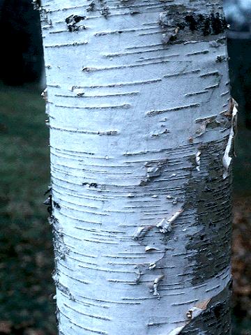 Betula maximowicziana (Monarch Birch) Seed Description