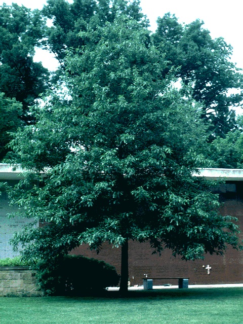 Quercus imbricaria (Shingle Oak) Seed Description