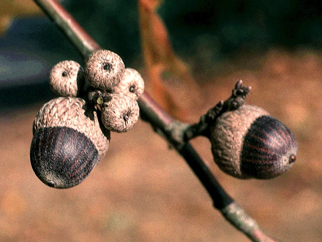 quercus shumardii acorn